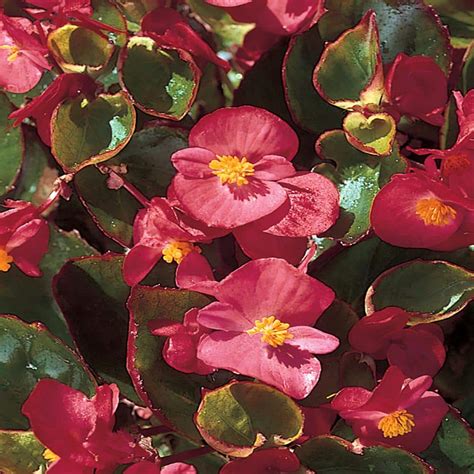 4.5 in. Red Begonia Plant 9656 - The Home Depot