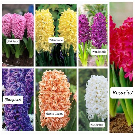 Hyacinth Bulbs Pack of 6 Bulbs - Highly Fragrant - Urban Gardens