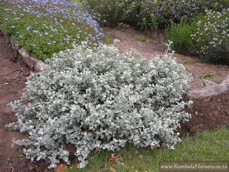 Helichrysum petiolare | Landscaping plants, Plants, Native garden