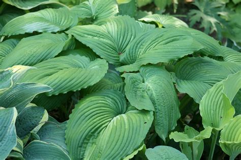 Cheesehead Gardening: Hosta 'War Paint'