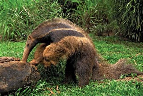 Anteater | mammal | Britannica.com