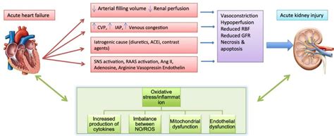 Update Of Renal Abnormalities In Heart Failure Cardiorenal