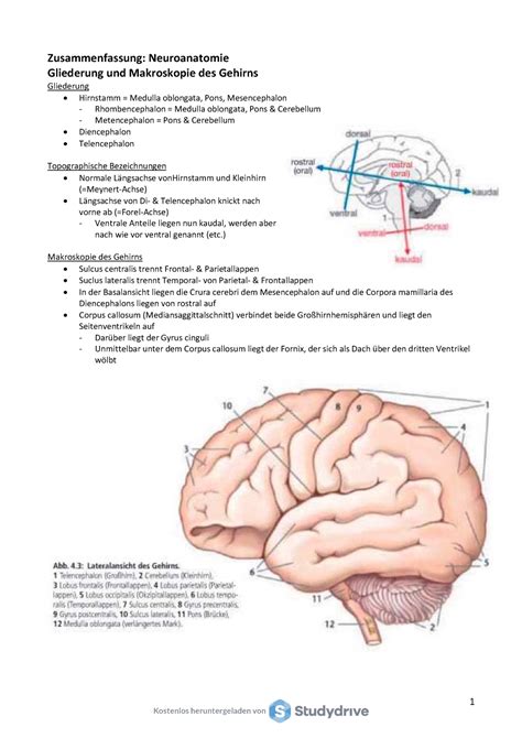 4 Gliederung Und Makroskopie Des Gehirns Neuroanatomie Trepel 1