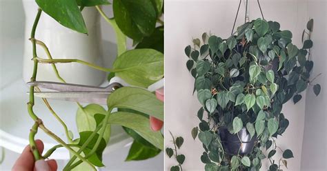 4 Best Tips For Pruning Philodendron For Fast And Bushier Growth