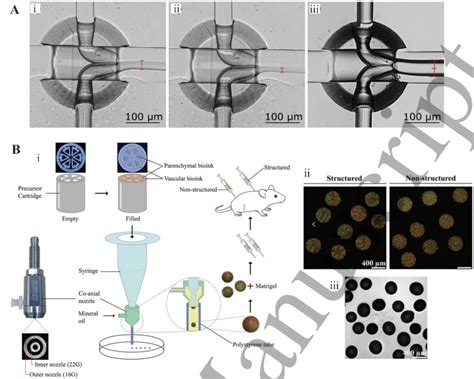 Microfluidics Carriers Made Of Silk Fibroin And Collagen A Single I