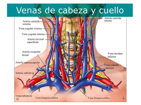 Qué son las venas tipos y características Medivaric México