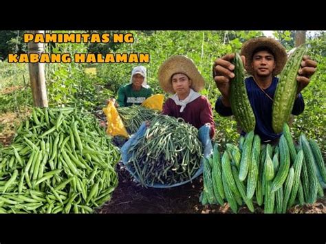 Paghaharvest Ng Sitaw Sili At Ampalaya Sa Bukid Youtube