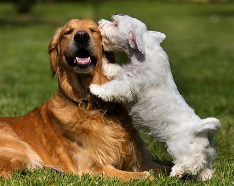 Dog-to-Dog Communication: Decoding Canine Body Language – Schnuzzle Pty Ltd
