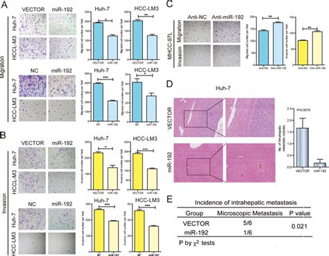 miR-192 suppressed HCC cell metastasis in vitro and in vivo. (A ... 