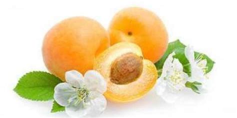 Жердела - описание этого сорта диких абрикос с фото, состав витаминов