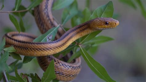 Télécharger le fond d écran Serpent Wallpaper HD 11 1920x1080