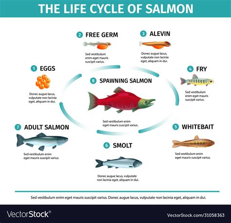 Salmon life cycle infographics Royalty Free Vector Image