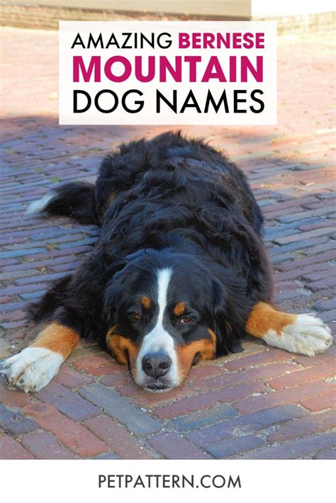 Amazing Bernese Mountain Dog Names | Dog names, Bernese mountain dog ...