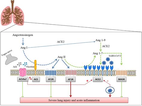 Frontiers The Cholinergic And ACE 2 Dependent Anti Inflammatory