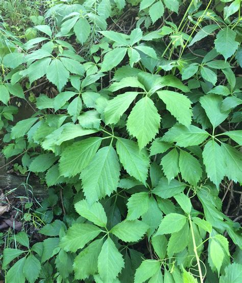 Creeping Vine Identification