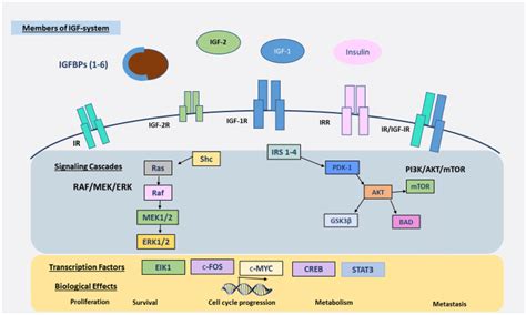 Representative Figure For Members Of The Igf Signaling Pathway And Its