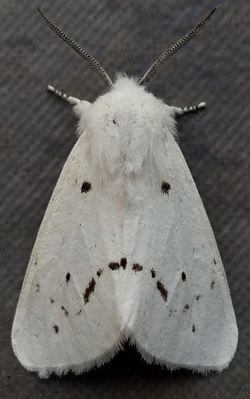 Spilosoma Virginica Bugguide Net