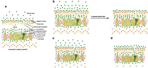 Influence of potential effect on the ion adsorption structure of the ...