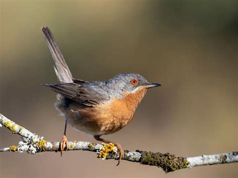 Willow Warbler Bird Facts (Phylloscopus trochilus) | Bird Fact