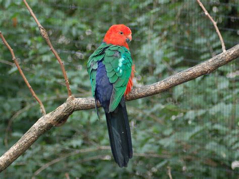 The Online Zoo - Australian King Parrot