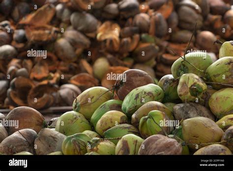 Pile Of Ripe Coconuts From The Harvest Of The Coconut Plantation In