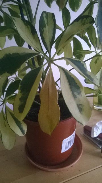 Bonsai Leaves Turning Brown And Falling Off Oak Tree Leaves Turning