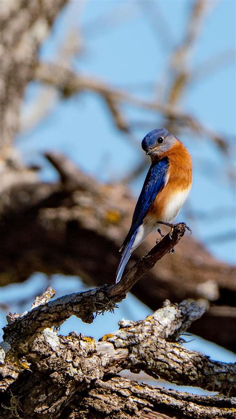 Eastern Bluebird I captured in Bryan, Texas : r/wildlifephotography