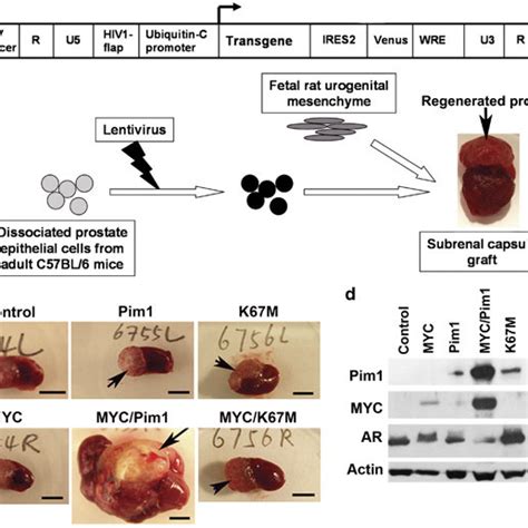 Tissue Recombination Coupled With Lentiviral Mediated Gene Transfer For