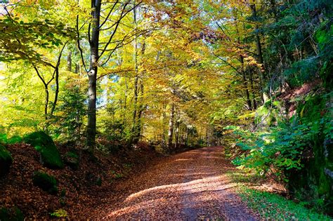 Herbst Blätter Weg Kostenloses Foto auf Pixabay Pixabay