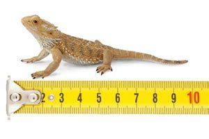 Bearded Dragon Tank Size: Here's What Size Tank You Should Be Using...