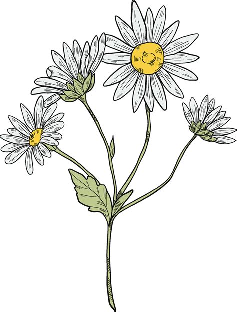 Daisy flower clipart 8505481 PNG - Clip Art Library