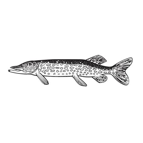 Northern Pike Sketch Stock Illustrations – 43 Northern Pike Sketch ...