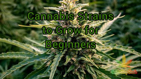 4 Best Cannabis Strains To Grow For Beginners Cannabis Blog