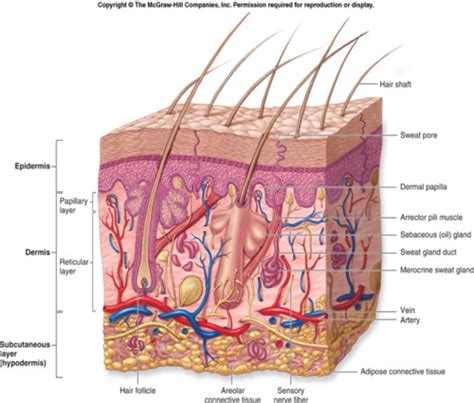 Ch 7 Integumentary System Body Temp Flashcards Quizlet