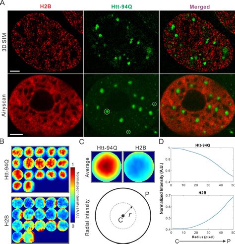 Figures And Data In Real Time Imaging Of Huntingtin Aggregates