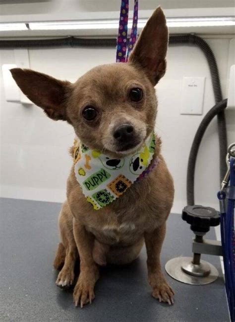 Chihuahua For Adoption In Chandler Az Meet Adorable York