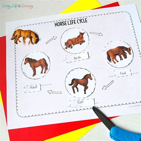 Life Cycle Of Horse