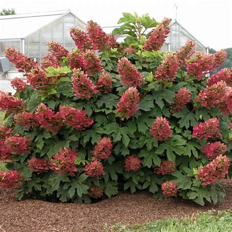 14 Dwarf Hydrangeas that Stay Small Without Pruning | Garden Design