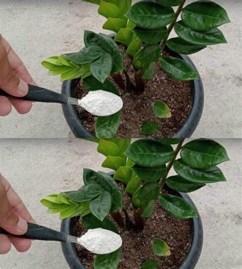 Abono Casero Para Las Plantas Estilo Con Salud