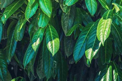 Why Is Your Cherry Laurel Drooping Reasons Thriving Yard