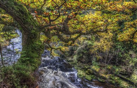 4K 5K Clyde Valley Woodlands Scotland Forests Rivers Trunk Tree