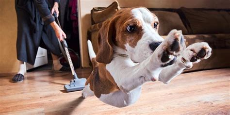 5 Considerations When Buying a Pet Vacuum Cleaner