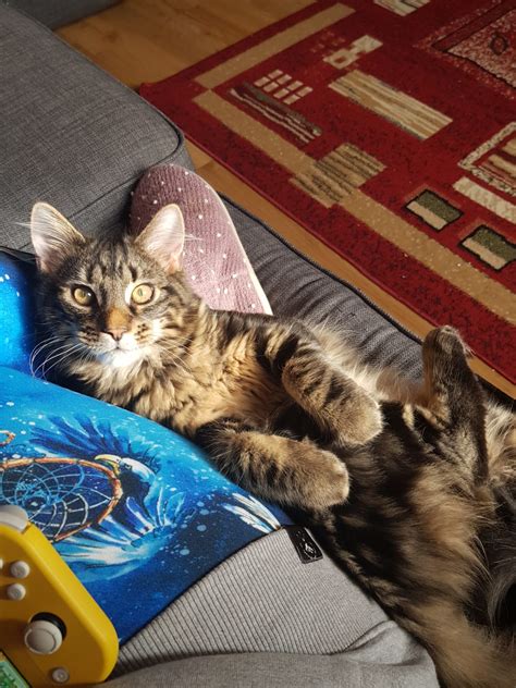 Animal lovers are reacting to the kitten rescue near me success 26