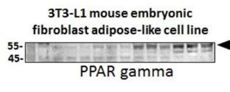 Ppar Gamma Nr C Antibody Bsa Free Novus Biologicals Ml