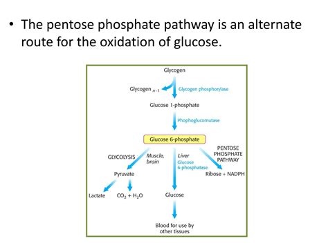 SOLUTION Hexose Mono Phosphate Pathway Studypool