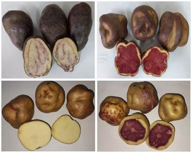 Caracterización fisicoquímica de cuatro variedades de papas nativas