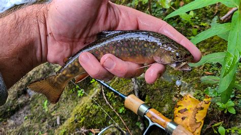 An Eramosa River Brook Trout Trek And Angle