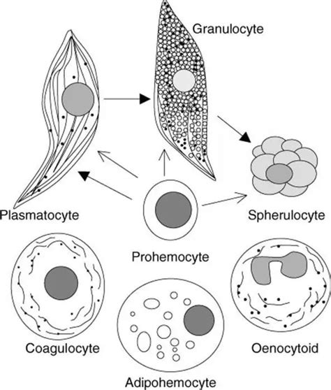 What is a hemolymph? Composition and functions of hemolymph - Secondary education and schools 2024