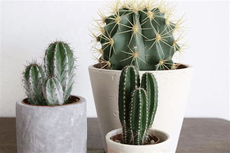 Winter Cacti Care Indoors Archives Platt Hill Nursery