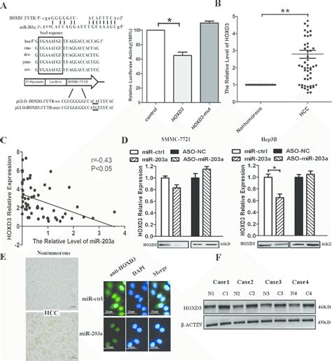 MiR 203a Inhibits Tumor Proliferation By Directly Targeting HOXD3 In